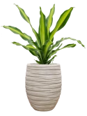 Dracaena fragrans 'Burley' in Baq Tornado Grond (Vulkastrat)