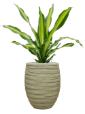 Dracaena fragrans 'Burley' in Baq Tornado Grond (Vulkastrat)