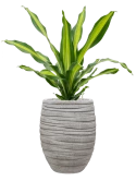 Dracaena fragrans 'Burley' in Baq Tornado Grond (Vulkastrat)