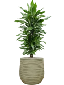 Dracaena fragrans 'Janet Lind' in Baq Tornado Grond (Vulkastrat)