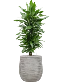 Dracaena fragrans 'Janet Lind' in Baq Tornado Grond (Vulkastrat)