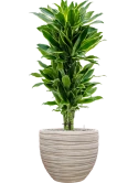 Dracaena fragrans 'Golden Coast' in Baq Tornado Grond (Vulkastrat) Grond (Vulkastrat)