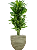 Dracaena fragrans 'Golden Coast' in Baq Tornado Grond (Vulkastrat) Grond (Vulkastrat)