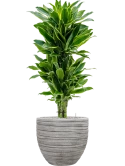 Dracaena fragrans 'Golden Coast' in Baq Tornado Grond (Vulkastrat) Grond (Vulkastrat)