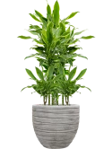 Dracaena fragrans 'Golden Coast' in Baq Tornado Grond (Vulkastrat)