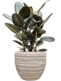 Ficus elastica 'Abidjan' in Baq Tornado Grond (Vulkastrat)