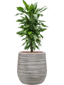 Dracaena fragrans 'Janet Lind' in Baq Tornado Hydrocultuur