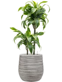 Dracaena fragrans 'Dorado' in Baq Tornado Grond (Vulkastrat) Grond (Vulkastrat)