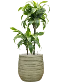 Dracaena fragrans 'Dorado' in Baq Tornado Grond (Vulkastrat) Grond (Vulkastrat)