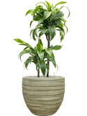 Dracaena fragrans 'Dorado' in Baq Tornado Grond (Vulkastrat) Grond (Vulkastrat)