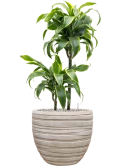 Dracaena fragrans 'Dorado' in Baq Tornado Grond (Vulkastrat) Grond (Vulkastrat)