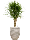 Dracaena marginata in Baq Tornado Grond (Vulkastrat)