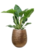 Philodendron 'Imperial Green' in Baq Opus Hammered Grond (Vulkastrat)