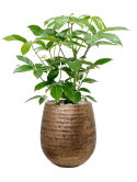 Schefflera actinophylla 'Amate' in Baq Opus Hammered Grond (Vulkastrat)