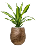 Dracaena fragrans 'Burley' in Baq Opus Hammered Grond (Vulkastrat)
