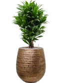 Dracaena fragrans 'Compacta' in Baq Opus Hammered Grond (Vulkastrat) Grond (Vulkastrat)