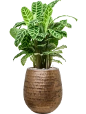 Calathea zebrina in Baq Opus Hammered Grond (Vulkastrat)