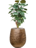 Aralia (Polyscias) 'Fabian' in Baq Opus Hammered Grond (Vulkastrat)