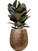 Ficus elastica 'Abidjan' in Baq Opus Hammered Grond (Vulkastrat) Grond (Vulkastrat)
