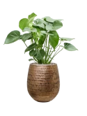 Monstera deliciosa in Baq Opus Hammered Grond (Vulkastrat)