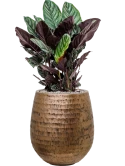 Calathea sanderiana in Baq Opus Hammered Grond (Vulkastrat) Grond (Vulkastrat)