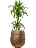 Dracaena fragrans 'Janet Craig' in Baq Opus Hammered Grond (Vulkastrat)