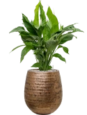 Spathiphyllum 'Sweet Lauretta' in Baq Opus Hammered Grond (Vulkastrat)