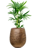 Kentia (Howea) forsteriana in Baq Opus Hammered Hydrocultuur Hydrocultuur