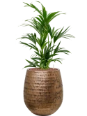 Kentia (Howea) forsteriana in Baq Opus Hammered Hydrocultuur Hydrocultuur