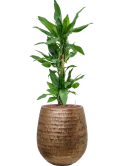 Dracaena fragrans 'Burundii' in Baq Opus Hammered Hydrocultuur Hydrocultuur