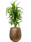 Dracaena fragrans 'Hawaiian Sunshine' in Baq Opus Hammered Hydrocultuur Hydrocultuur
