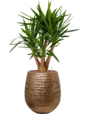 Yucca elephantipes in Baq Opus Hammered Hydrocultuur Hydrocultuur