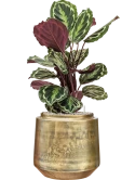 Calathea 'Medallion' in Indigo Grond (Vulkastrat) Grond (Vulkastrat)