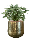 Philodendron 'Xanadu' in Karakter Hydrocultuur