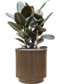 Ficus elastica 'Abidjan' in Capi Nature Groove NL Grond (Vulkastrat) Grond (Vulkastrat)