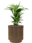 Kentia (Howea) forsteriana in Capi Nature Groove NL Hydrocultuur
