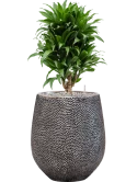 Dracaena fragrans 'Compacta' in Baq Opus Hit Grond (Vulkastrat)