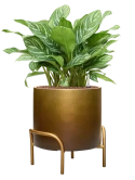 Aglaonema 'Stripes' in Baq Gradient Elevated Hydrocultuur