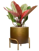 Philodendron 'Prince of Orange' in Baq Gradient Elevated Grond (Vulkastrat) Grond (Vulkastrat)