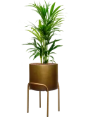 Kentia (Howea) forsteriana in Baq Gradient Elevated Hydrocultuur Hydrocultuur