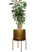 Aralia (Polyscias) 'Fabian' in Baq Gradient Elevated Grond (Vulkastrat) Grond (Vulkastrat)