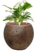 Aglaonema 'Silver Bay' in Baq Opus Hit Hydrocultuur