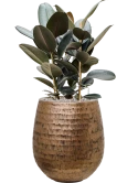 Ficus elastica 'Abidjan' in Baq Opus Hammered Grond (Vulkastrat)