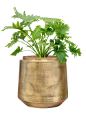 Philodendron selloum in Indigo Hydrocultuur Hydrocultuur