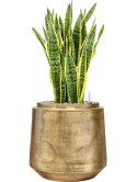 Sansevieria trifasciata 'Laurentii' in Indigo Grond (Vulkastrat) Grond (Vulkastrat)