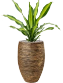 Dracaena fragrans 'Burley' in Capi Nature Rib NL Grond (Vulkastrat)