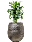 Dracaena fragrans 'Dorado' in Baq Opus Hammered Grond (Vulkastrat)