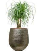 Beaucarnea recurvata in Baq Opus Hammered Hydrocultuur