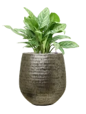 Aglaonema 'Stripes' in Baq Opus Hammered Grond (Vulkastrat)