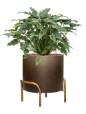 Philodendron 'Xanadu' in Baq Gradient Elevated Hydrocultuur Hydrocultuur